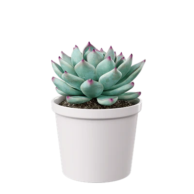 plant succulent tippy — Descargar