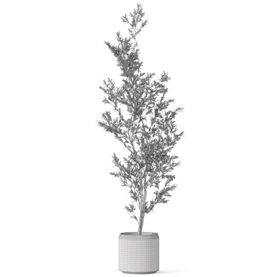 Plants collection 1050 — Вид 4