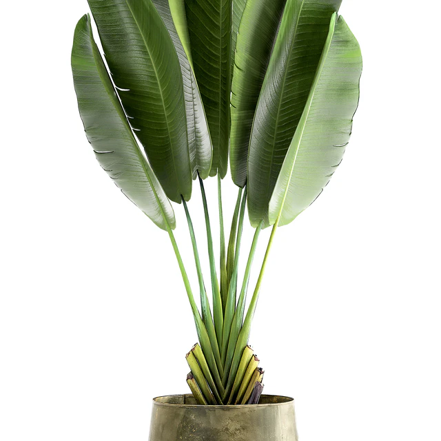 Exotic small flower in a pot with Ravenala, Strelitzia, Banana palm. 926. — Descargar