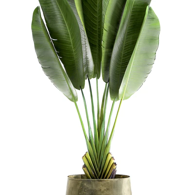 Exotic small flower in a pot with Ravenala, Strelitzia, Banana palm. 926. — Ver 4