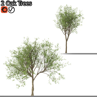 Set of Korean Oak and simple Oak Trees — Ver 5