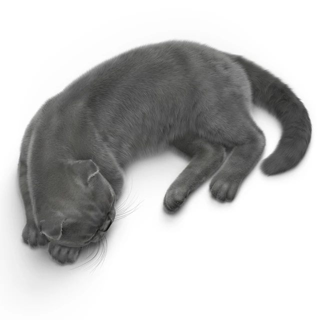 CAT 6 VRay — Descargar