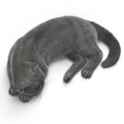 CAT 6 VRay — Ver 4
