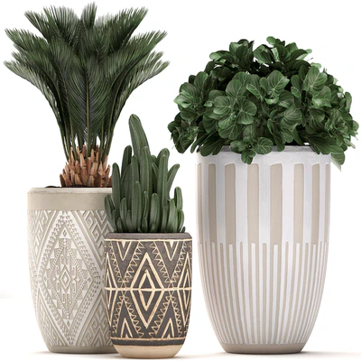 Collection of small plants in ethnic aged pots with Cactus, Date palm, flower. Set 476. — Ver 1
