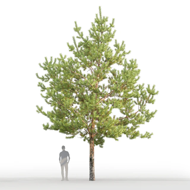 Pine — Скачать