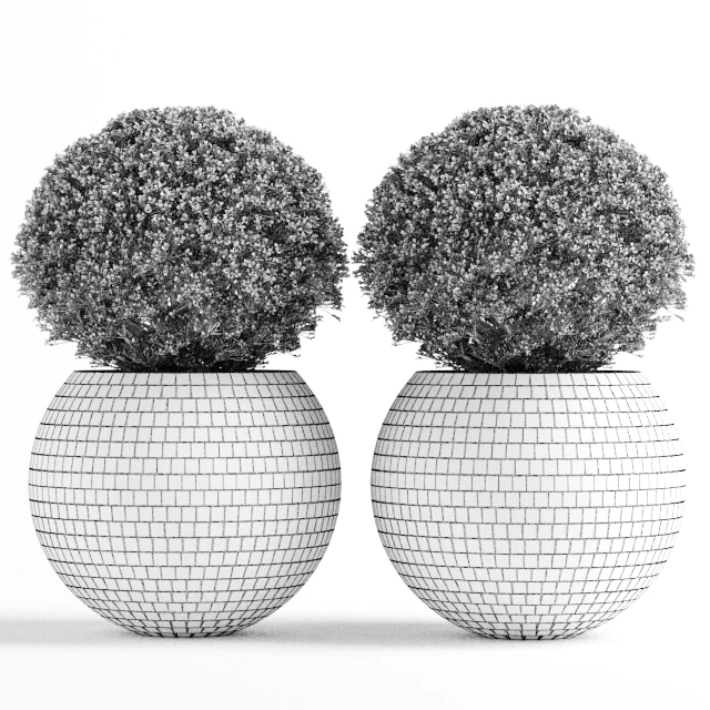 Box tree with Mosaic Pot — Descargar