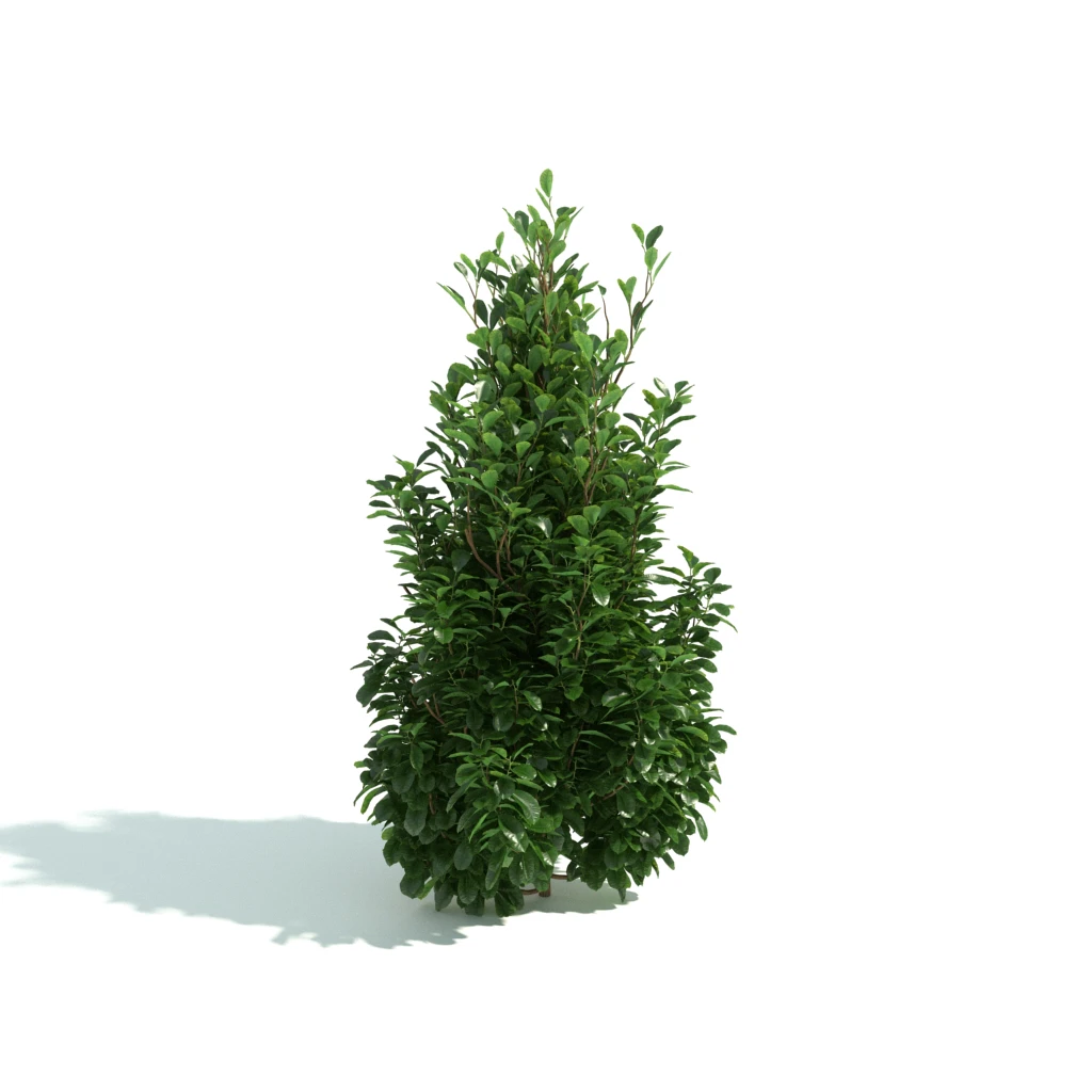 hedges 033 — Скачать