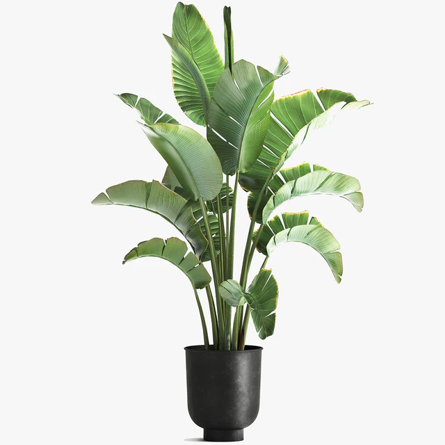 Strelitzia and banana bush in a metal vase and pot in the loft style, ravenala. 1111. — Descargar