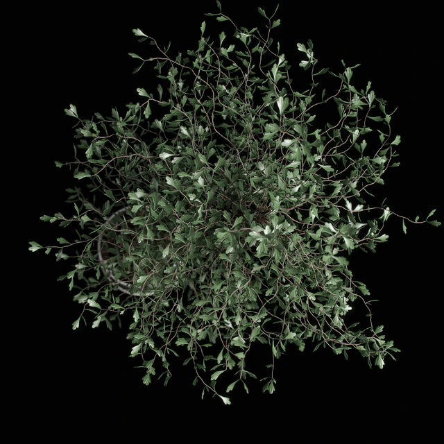 corocia plant — Скачать