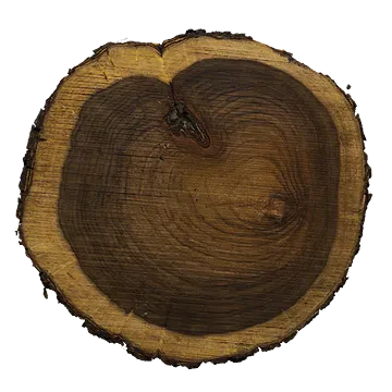 tree trunk 004 — Descargar