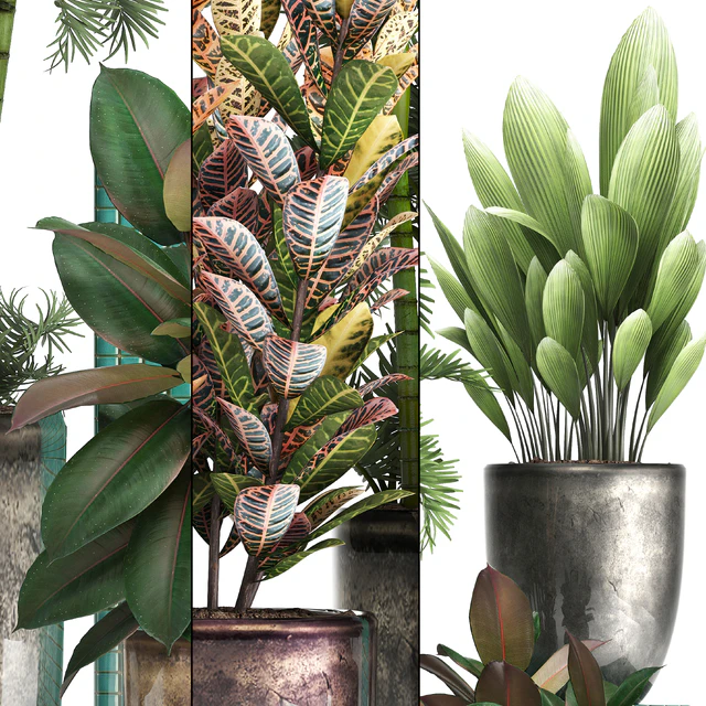 Plant collection 353. luxury, pot, flowerpot, indoor plants, Croton, palm grass, ficus robusta, areca palm — Descargar