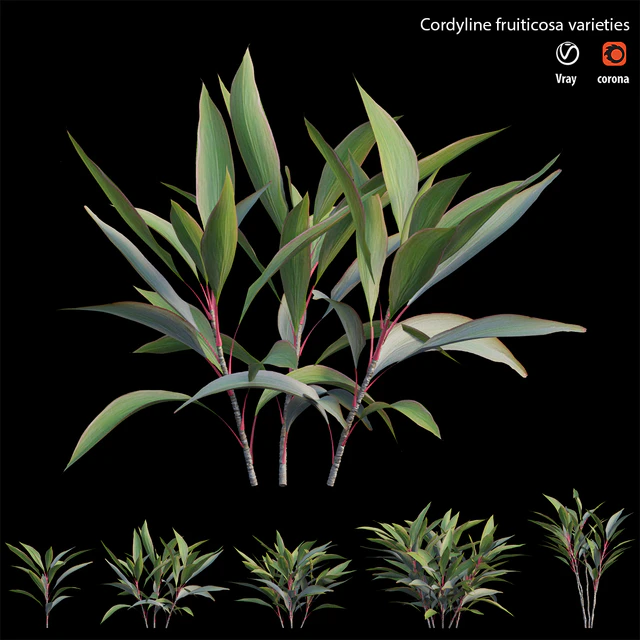 Cordyline fruiticosa varieties — Скачать