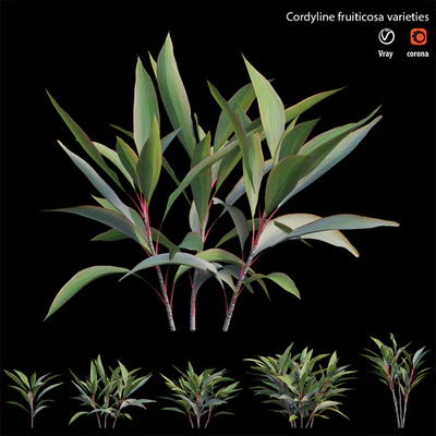 Cordyline fruiticosa varieties — Вид 4