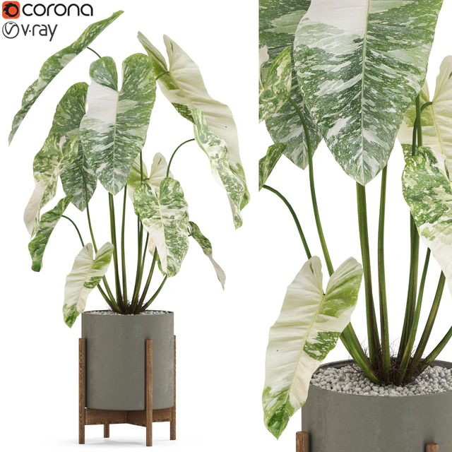 Plants collection 524 — Descargar