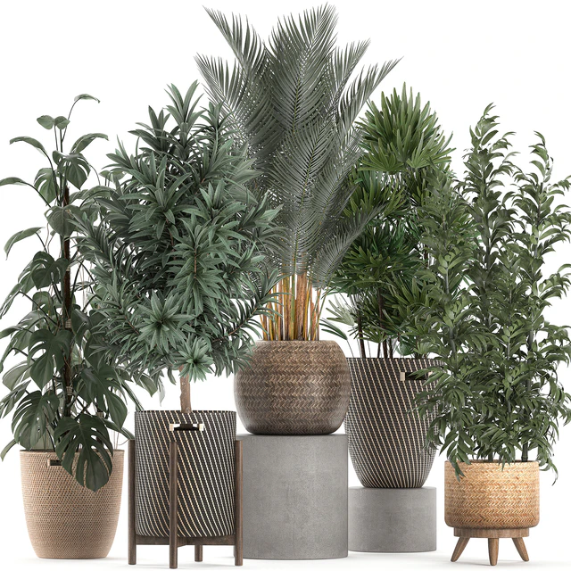Collection of plants in flower wicker baskets with Monstera, bamboo bush, palm, Raphis Palm, Dracaena. Set 632. — Descargar