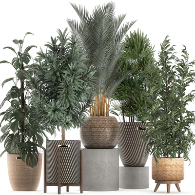 Collection of plants in flower wicker baskets with Monstera, bamboo bush, palm, Raphis Palm, Dracaena. Set 632. — Ver 1