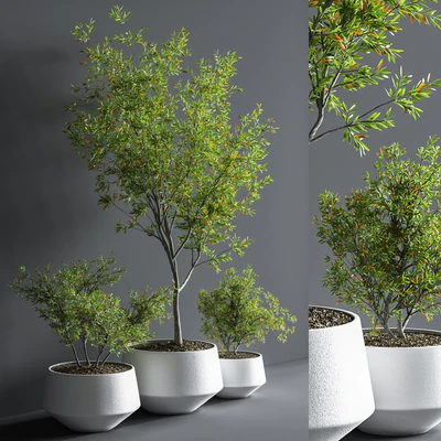 Indoor Set Plant 08 — Вид 6