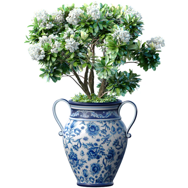 Decorative blooming garden tree with white Plumeria flowers in a vase — Descargar