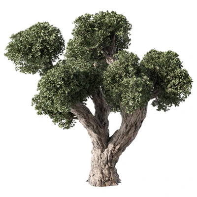 Olive Tree No.56 — View 5