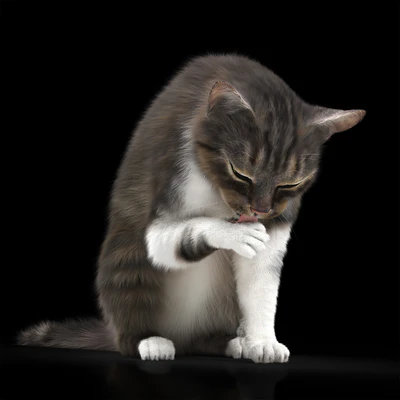 CAT 5 — Вид 1