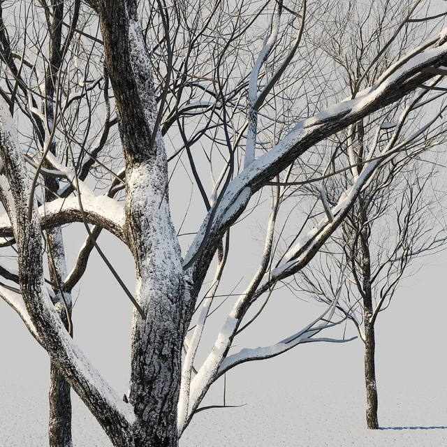 snow-covered trees — Descargar
