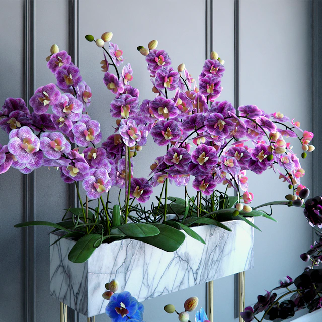 Phalaenopsis Orchids Set - 2 — Скачать
