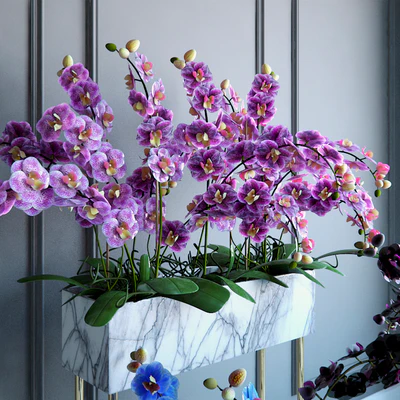 Phalaenopsis Orchids Set - 2 — Вид 2