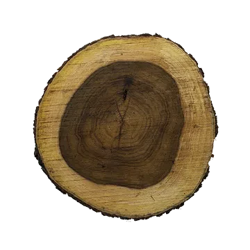 tree trunk 005 — Descargar