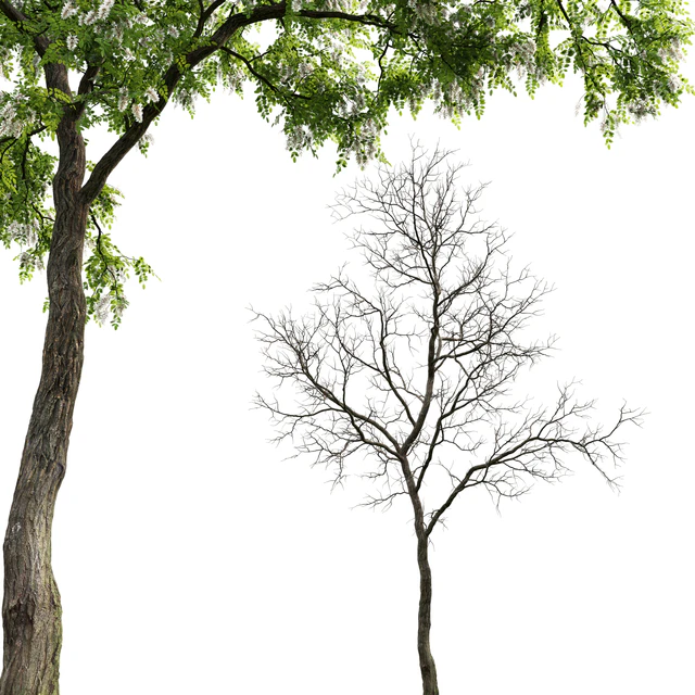 Robinia — Descargar