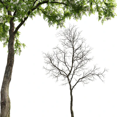 Robinia — Ver 3