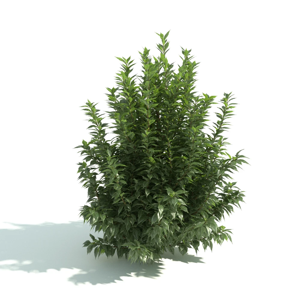 hedges 031 — Скачать