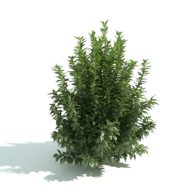 hedges 031 — Скачать