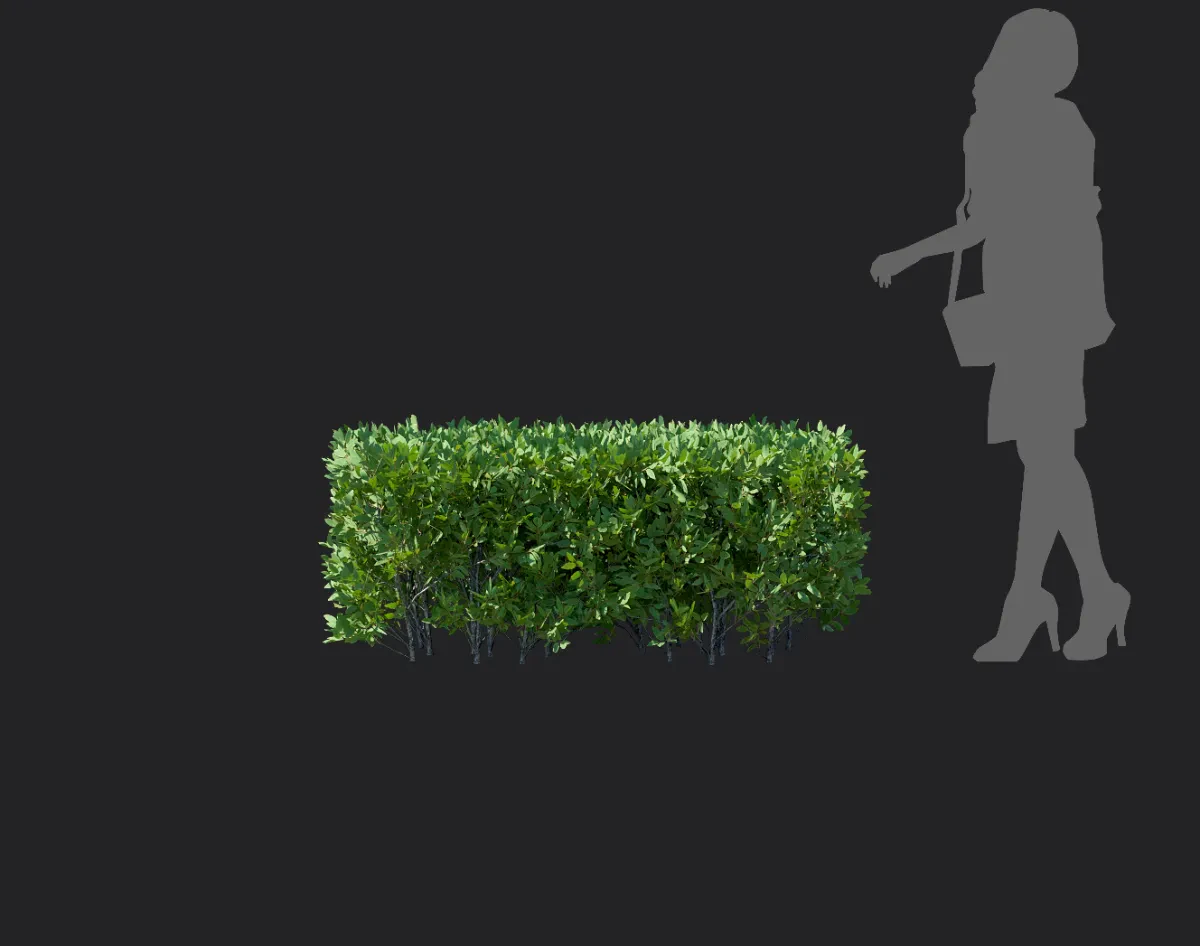 elaeagnus pungens 006 — Descargar