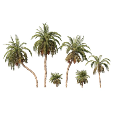 6 Arbian Date Palm Trees — Ver 7