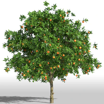Апельсиновое дерево / Orange tree — Вид 1