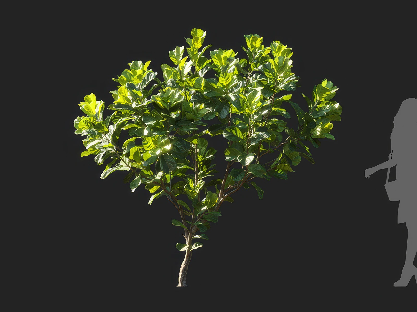 ficus lyrata 006 — Descargar