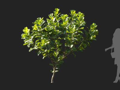 ficus lyrata 006 — Descargar