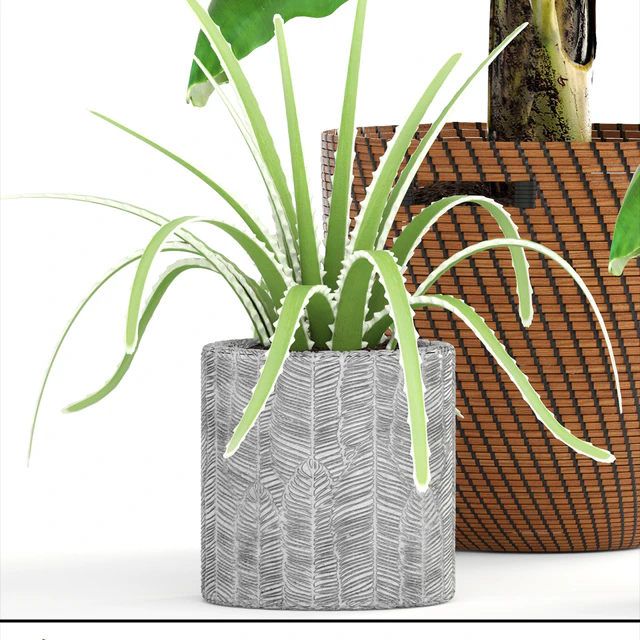 Collection of plants 157. Banana palm, basket, rattan, bush, revenala, decorative, indoor, outdoor — Descargar