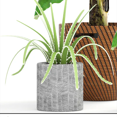 Collection of plants 157. Banana palm, basket, rattan, bush, revenala, decorative, indoor, outdoor — Ver 2