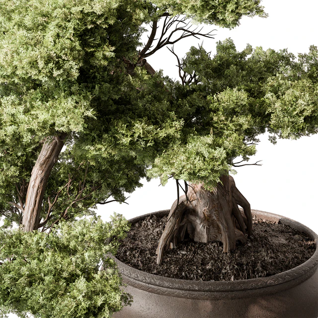 indoor Plant 584 - Bonsai Plant — Скачать