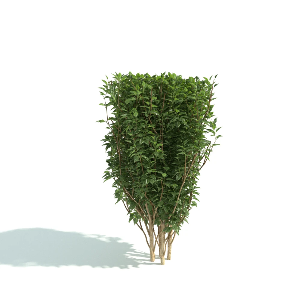 hedges 032 — Скачать