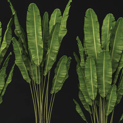 Set of banana trees, Стрелиция, горшок, куст, вазон, декоративный — Вид 4