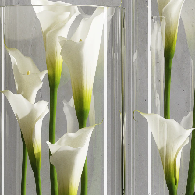 Calla Lily 6 — Descargar