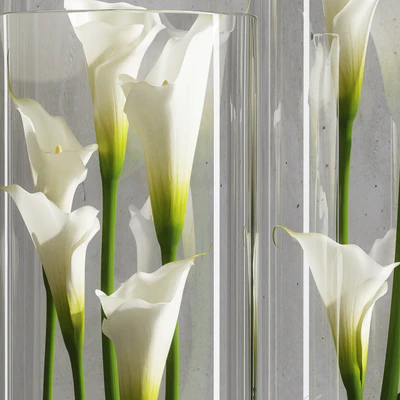 Calla Lily 6 — Ver 3