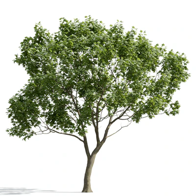 trees and barks 011 — Descargar
