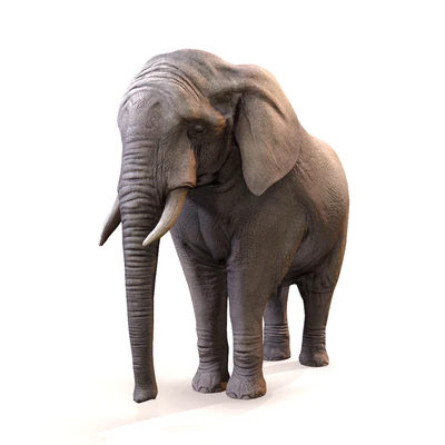 Elephant / Elephant — View 1