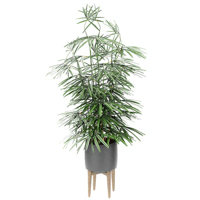 Plant in Pot Flowerpot Exotic Plant — Ver 3