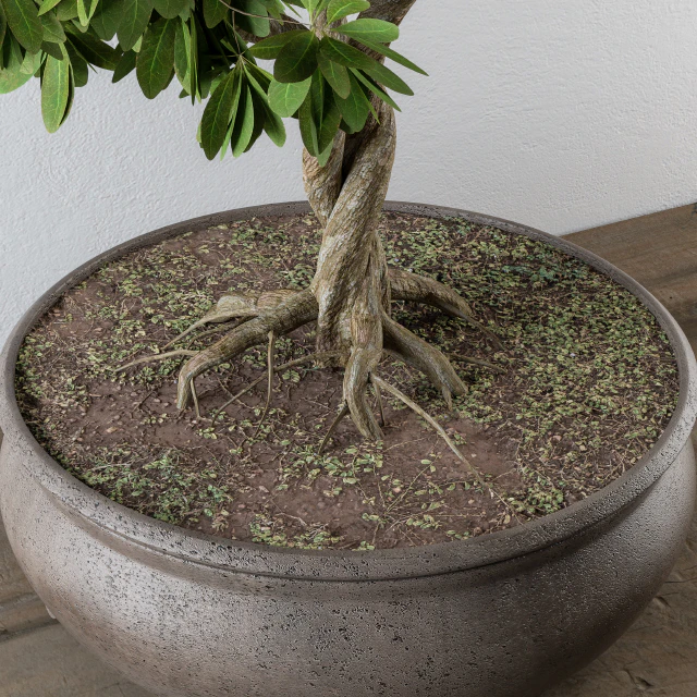 Bonsai broadleaf tree — Descargar