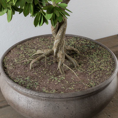 Bonsai broadleaf tree — Ver 2
