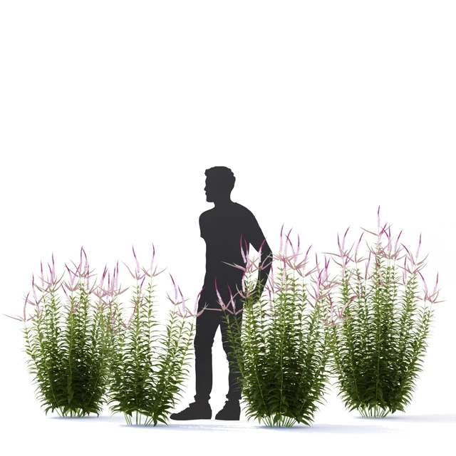 Veronicastrum virgin flowers | Veronicastrum virginicum Erica — Descargar